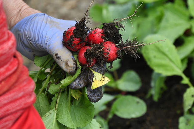 Депутат Чаплин посоветовал россиянам не сажать картошку в апреле