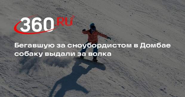 Появление волка на горнолыжной трассе Домбая опровергли