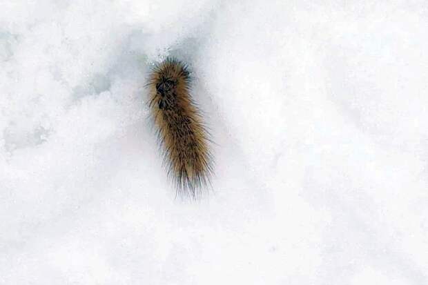 Волосатых гусениц на снегу заметили под Новосибирском