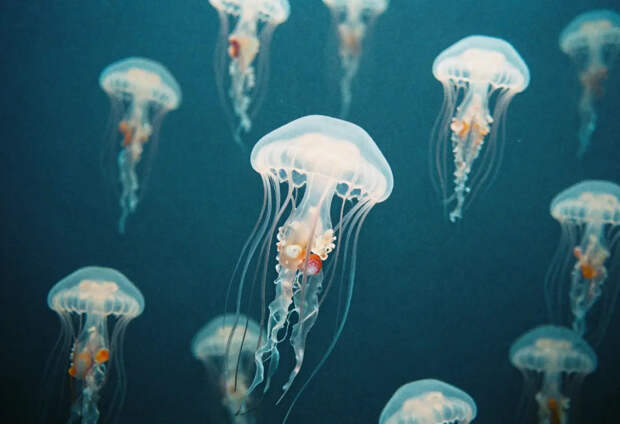 Венецию захватили полчища медуз-каннибалов: рыбаки бьют тревогу