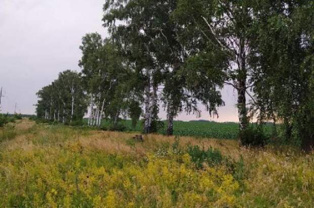 С начала сезона у 23 тамбовчан выявили клещевой боррелиоз