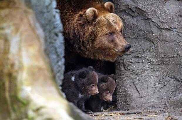 Brown bear Mascha and her cubs peek out a cave at Hagenbeck zoo in Hamburg, Germany, 11 April 2014. The zoo will perform the stocktaking later the day. (Photo by Maja Hitij/EPA)
