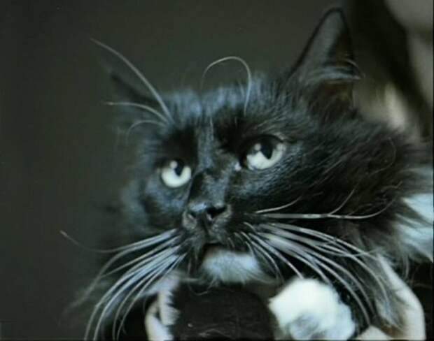 Кот из фильма "Чародеи". Фото с сайта deti.mail.ru