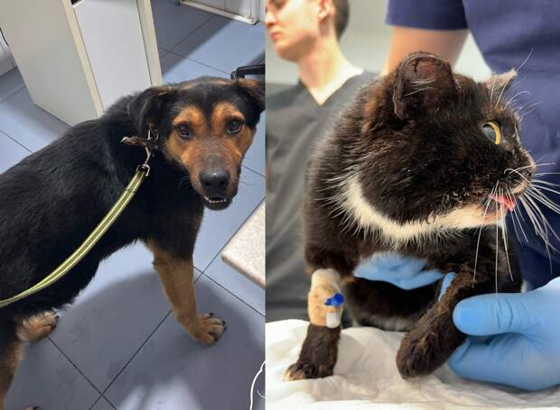 Волонтёры спасают бездомного пса и кота в Нижнем Новгороде