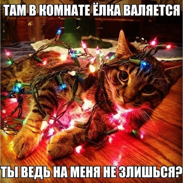 Картинки по запросу ПРикольные рождественские коты