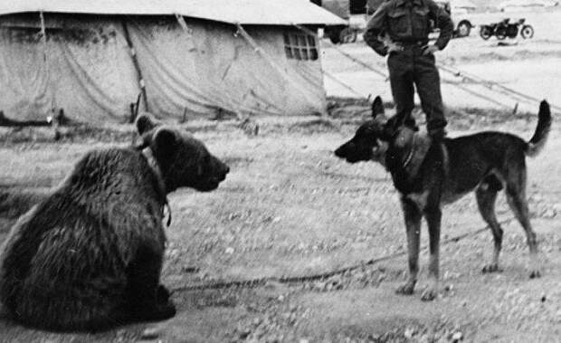 Рядовой Войтек: история о медведе, который сражался с немцами во время Второй мировой