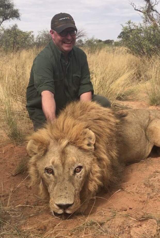 Операция «Симба»: миллиардер лорд Эшкрофт раскрыл схему варварской охоты на львов в ЮАР