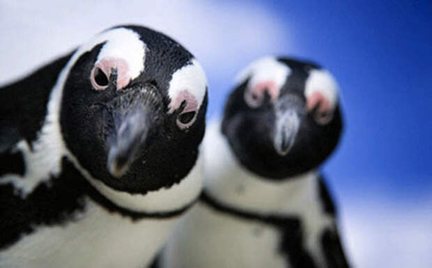 Экскрементов пингвинов накапливается так много, что их видно из космоса  животные, интересное, факты