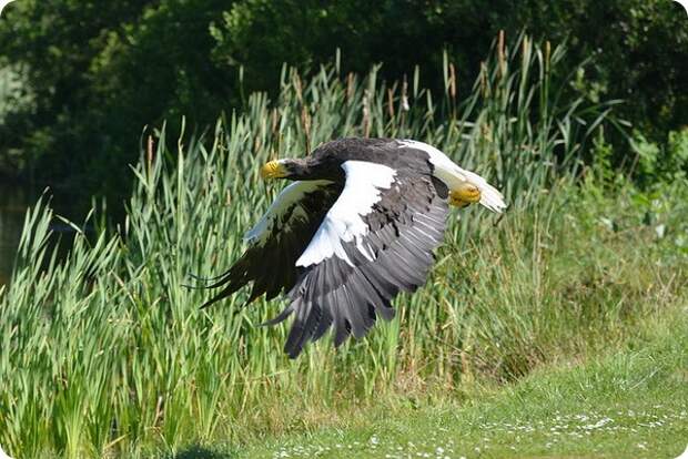 Белоплечий орлан (лат. Haliaeetus pelagicus)