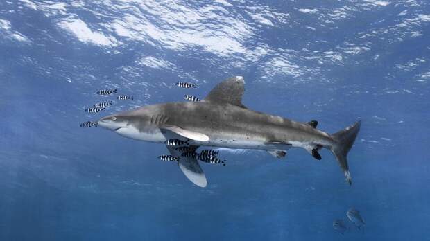 Совершенные охотники: почему акулы становятся все опаснее для туристов
