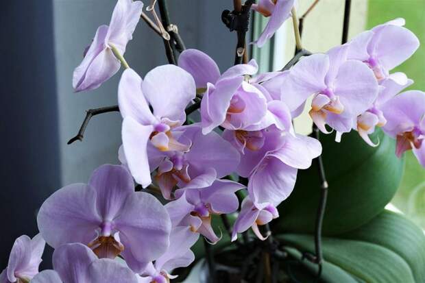 Чудодейственный сироп для благополучия ваших орхидей