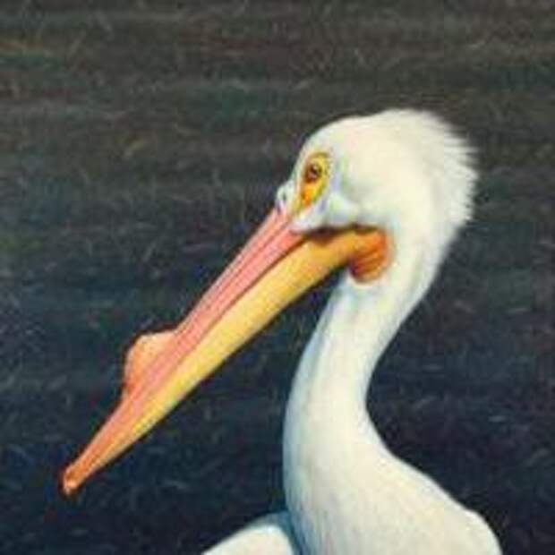Пеликан, птица: описание и характеристика. Розовый, черно-белый и кудрявый пеликаны