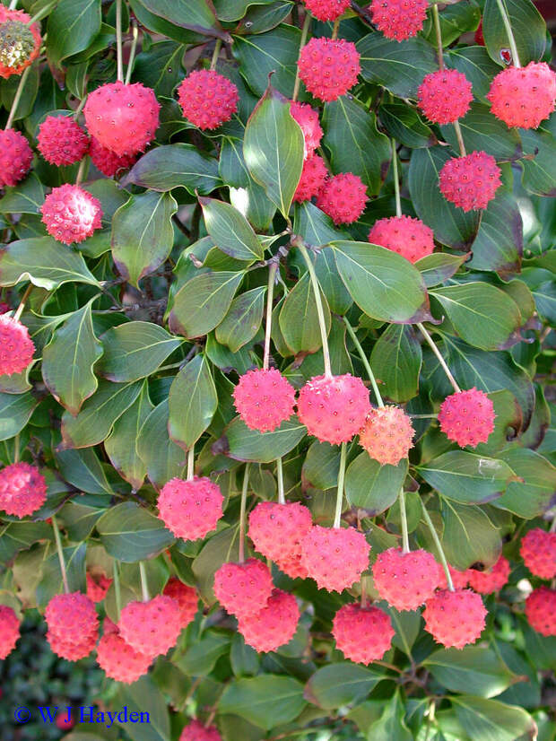 Кизил японский цветочный - Cornus kousa