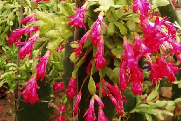 Как обрезать декабрист весной, чтобы зимой он порадовал цветами