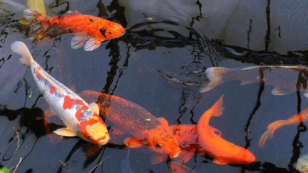 Фото: Огромные золотые рыбки захватывают озера в США Огромные золотые рыбки захватывают озера в США