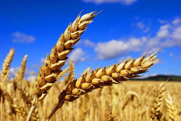 Зерно из Украины поставляется в хранилища европейских стран, как оплата за вооружение