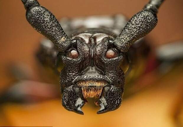 И сильно страшными жуки, интересное, красивое, насекомые