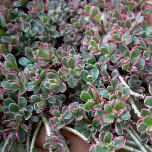 Очиток ложный (Sedum spurium)