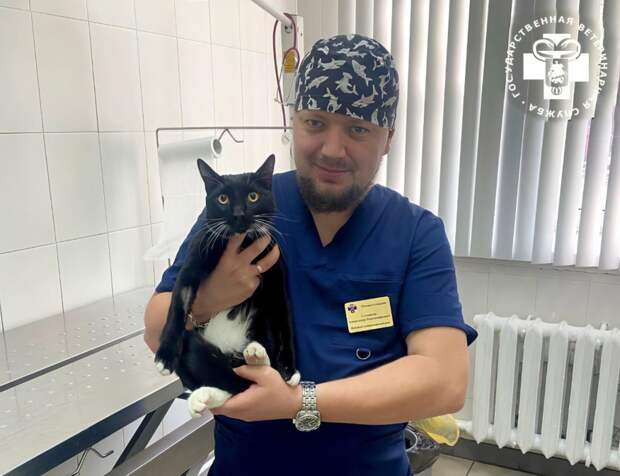 Выпавшего с 4-го этажа кота прооперировали на Мосветстанции в ВАО