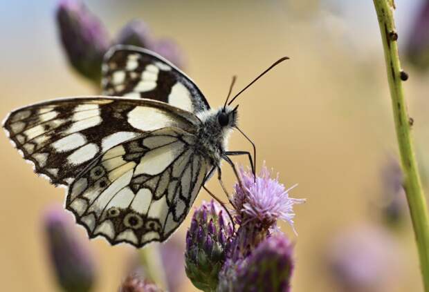 Загадку навигации бабочек во время миграции раскрыли ученые