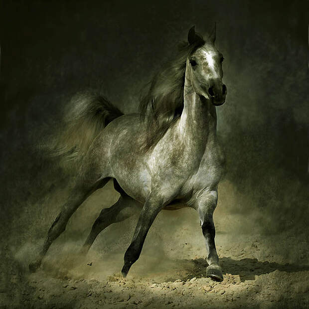 Фотография: Сказочная красота — арабские и андалузские лошади №16 - BigPicture.ru