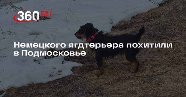 Неизвестные увели немецкого ягдтерьера в Московской области