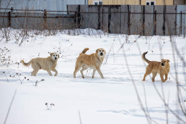 Тульская область выступила против закона об умерщвлении безнадзорных животных