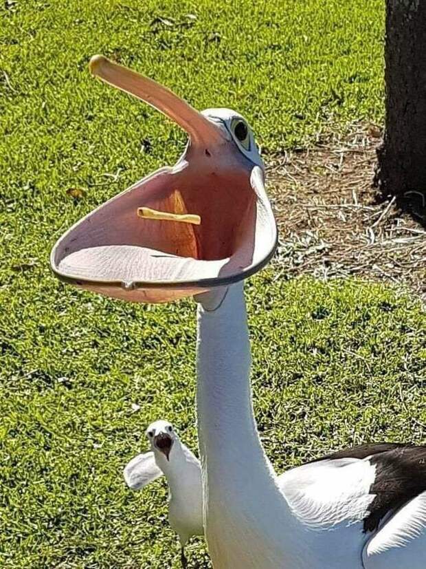 Пеликан с открытым клювом подборка, прикол, теперь вы видели больше, удивительное, юмор