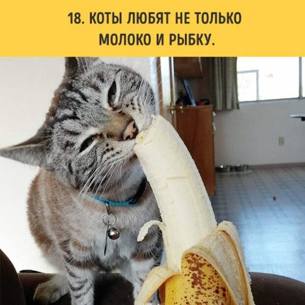 18 вещей, c которыми вы столкнетесь, когда заведете кошку коты, пушистики, факты