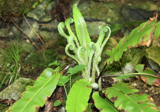 Асплениум сколопендровый - Harts tongue fern Asplenium scolopendrium