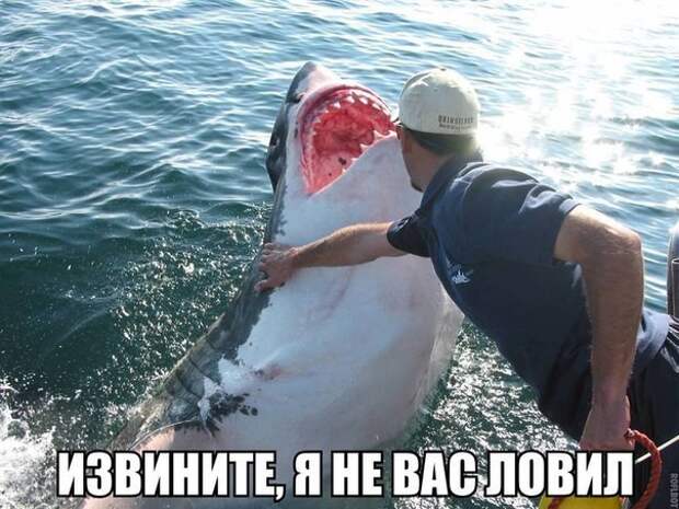 Смешные картинки с надписями прикол, юмор