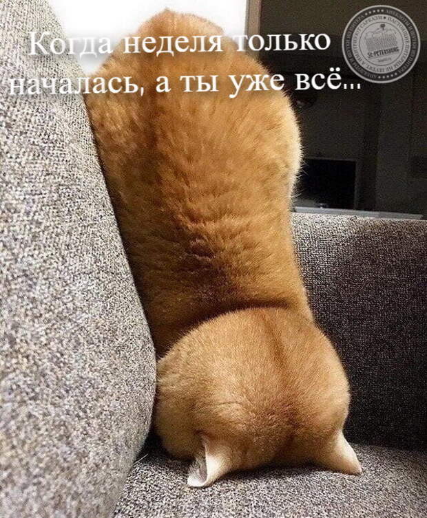 Неделя началась