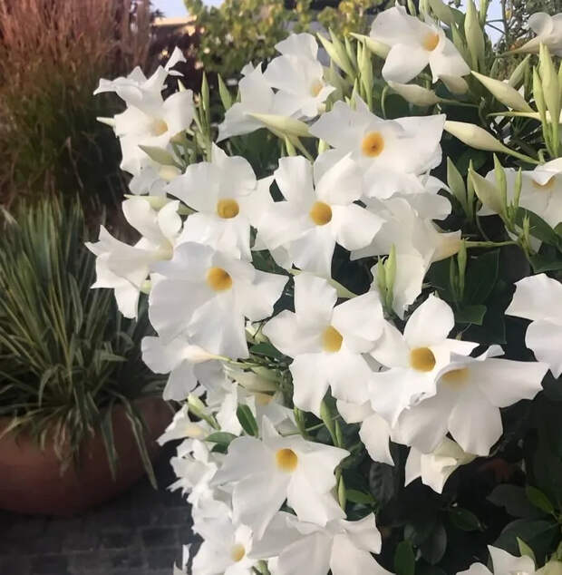Мандевилла — вьющееся растение с прекрасными цветами, которое должно быть в каждом саду
