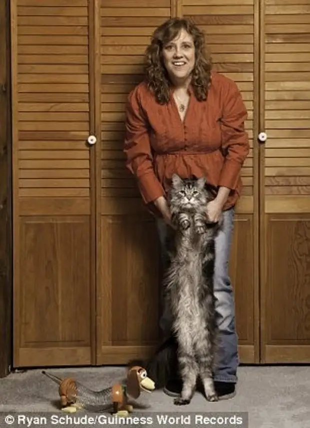 Tall cat. Длинный кот. Длинная кошка. Самая длинная кошка в мире. Самый длинный кот в мире.
