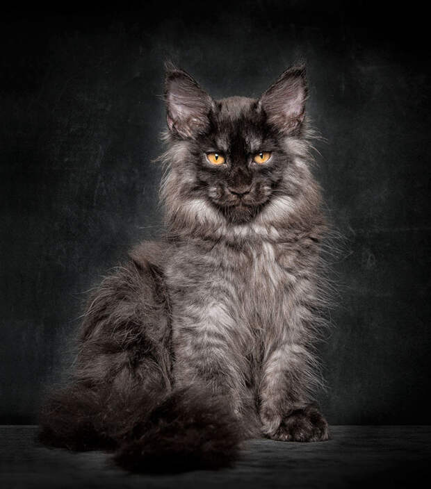Мэйкуны - мистические коты животные, кошки, фото