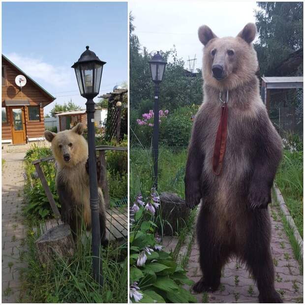 В одной из российских семей живёт огромный одомашненный медведь — и он, походу, неплохо устроился видео, домашний питомец, животные, истории, люди, медведь