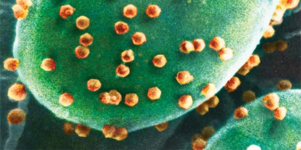 Учёные нашли организм, питающийся исключительно вирусами