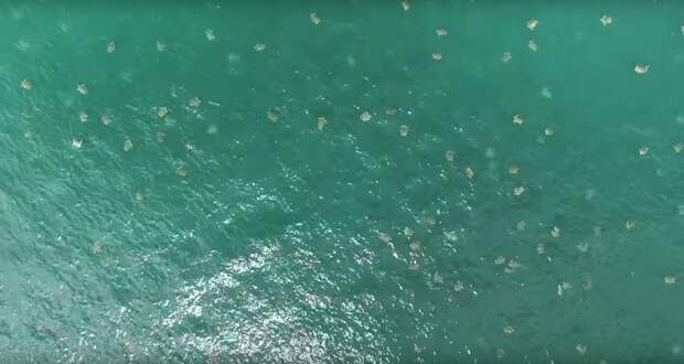 Огромное скопление оливковых черепах сняли на видео