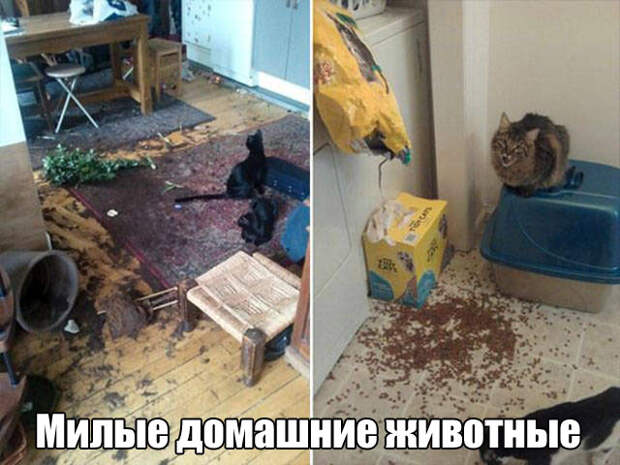 Свежие картинки с надписями для настроения (10 фото) Свежие картинки с надписями для настроения (10 фото)
