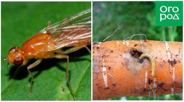 Морковная муха и ее личинки