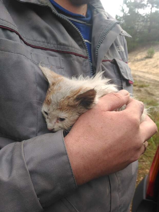 спасение котенка котенок на руках