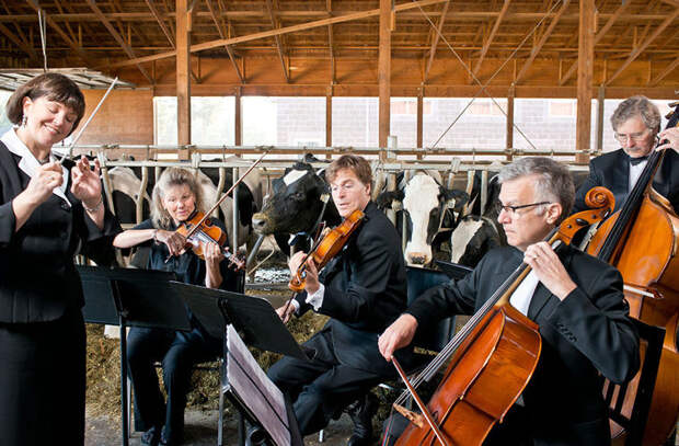 В Британии коровам дают слушать музыку для увеличения удоя в мире, еда, молоко