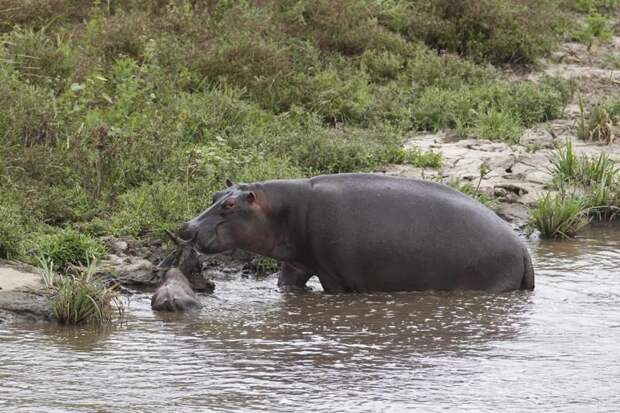 Добрый бегемот спас антилопу гну от смерти в пасти крокодила (10 фото)