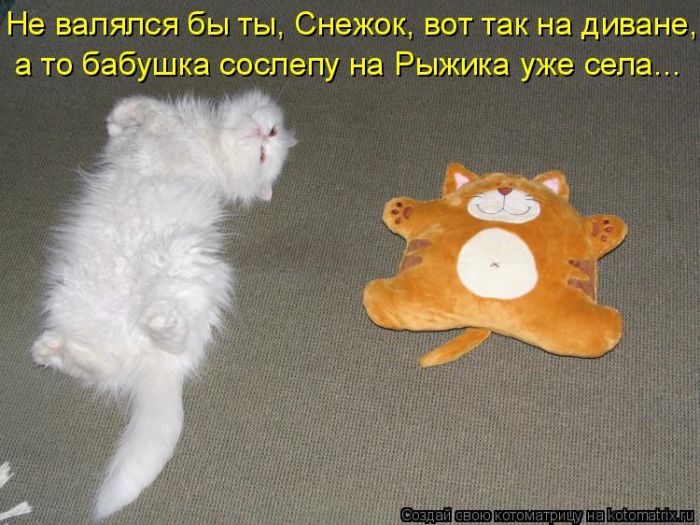 Лучшие котоматрицы недели (50 фото)