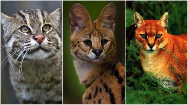 10 классных диких кошек, о которых мало кто знает дикие кошки, животные, кошки, природа