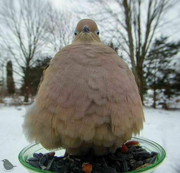 12 чудесных снимков с фотокамеры, которую установили рядом с кормушкой для птиц