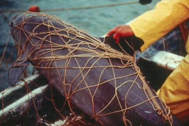 Вакиты - последние 12 особей калифорнийских морских свиней в мире