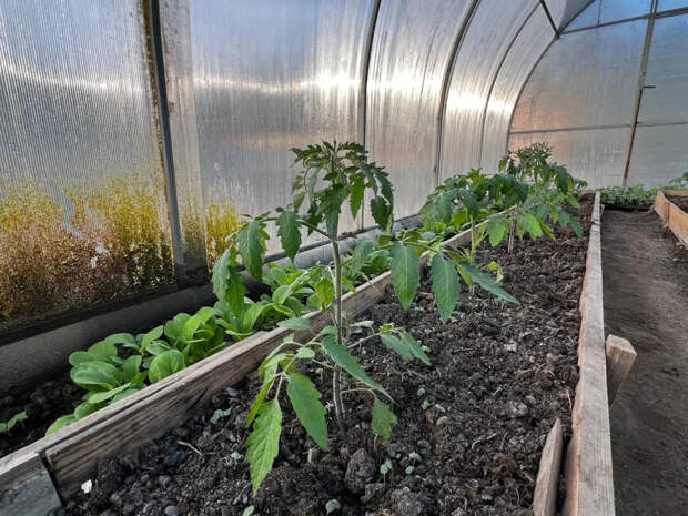 Не навредить на старте: чем и когда кормить рассаду помидоров, чтобы не остаться без урожая