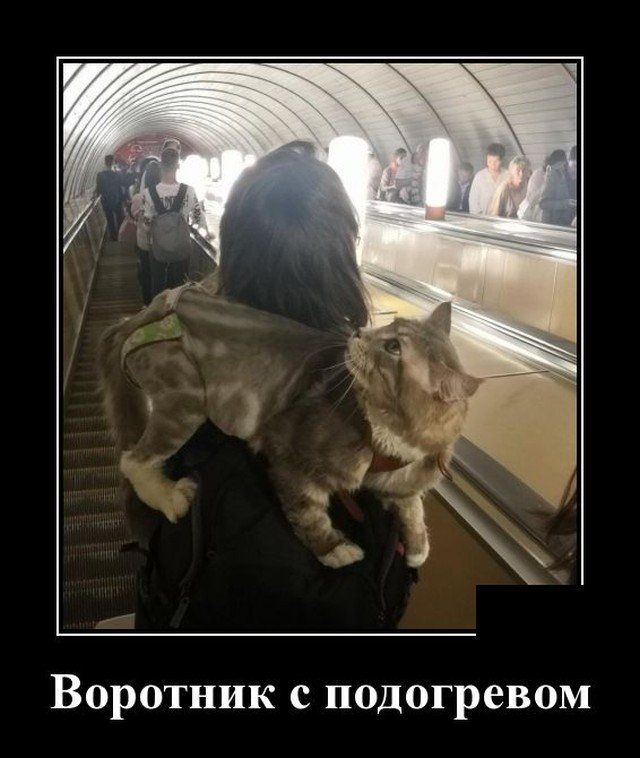 Демотиватор про воротник