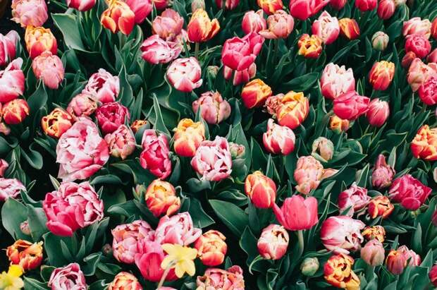 Парк цветов Keukenhof, апрель 2018 путешествия, факты, фото